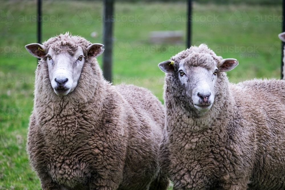 Australian Rams Image of Two rams in the paddock watching - Austockphoto