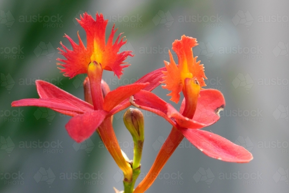 Two red and yellow flowers with spikey tendrils - Australian Stock Image