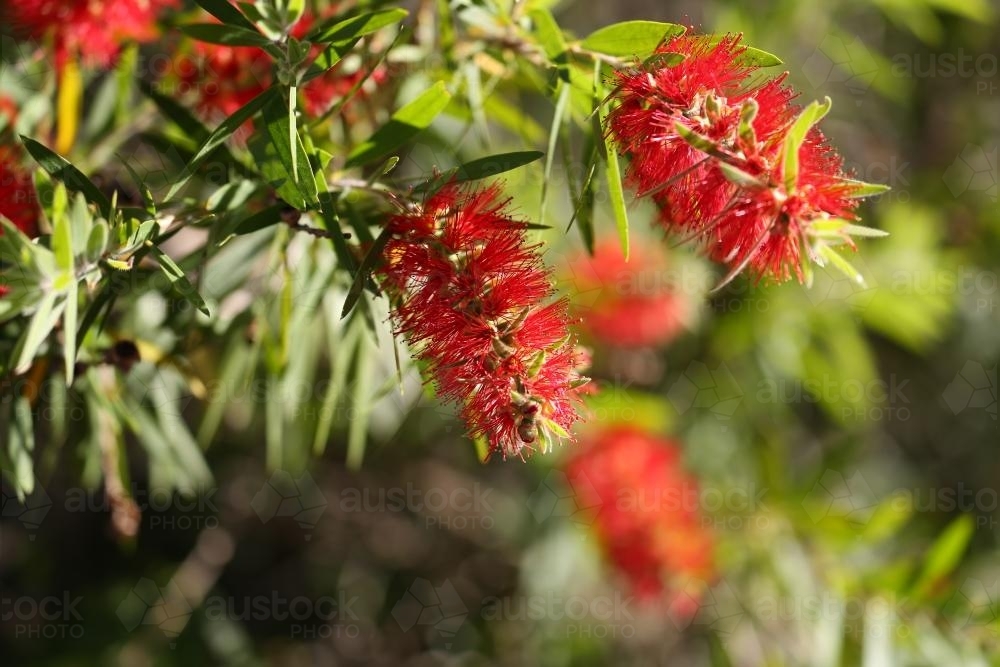 Two red bottlebrush flowers against green bush - Australian Stock Image