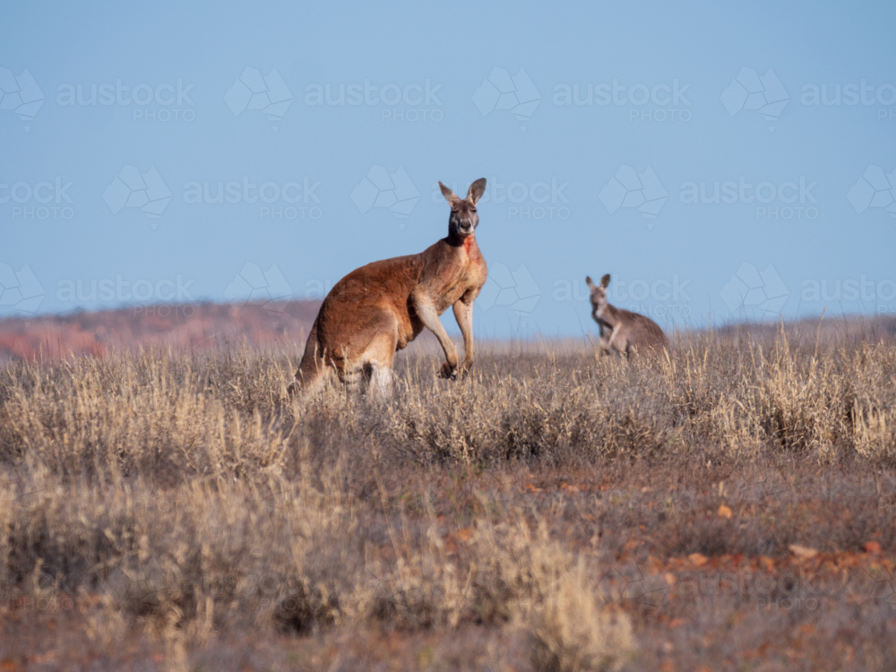 Two red kangaroos in grassland in remote north-west New South Wales - Australian Stock Image