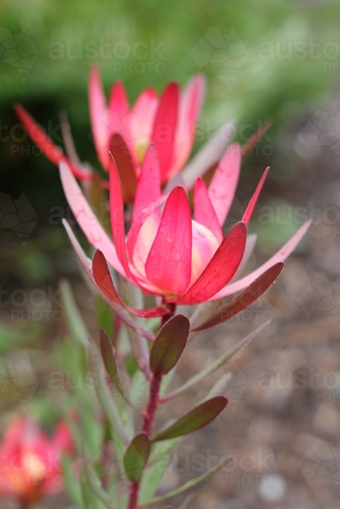 Two red leucadendron flowers - Australian Stock Image