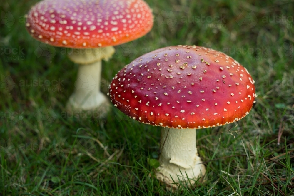 Two red mushrooms (fly agaric) against green grass - Australian Stock Image