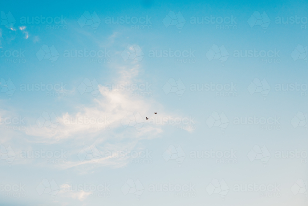 Two red-tailed black cockatoos flying across a cloudy blue sky - Australian Stock Image