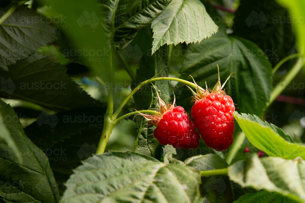 Two ripe raspberries close up - Australian Stock Image