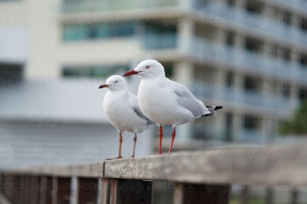 Two seagulls on a railing : Austockphoto Two seagulls on a railing - Australian Stock Image