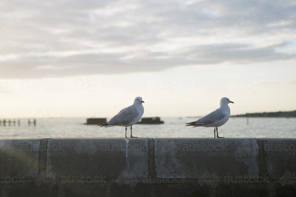 Two seagulls standing on wall at the beach - Australian Stock Image
