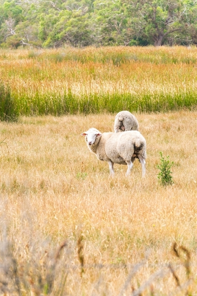Two sheep graze in paddock of long dry grass - Australian Stock Image