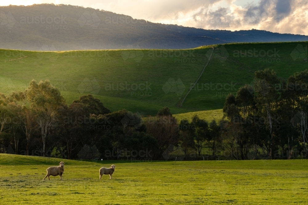 Two sheep in a green sunlit paddock near Yea, Victoria - Australian Stock Image