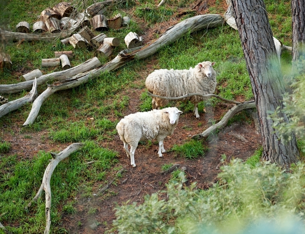 Two Sheep on a Hill - Australian Stock Image