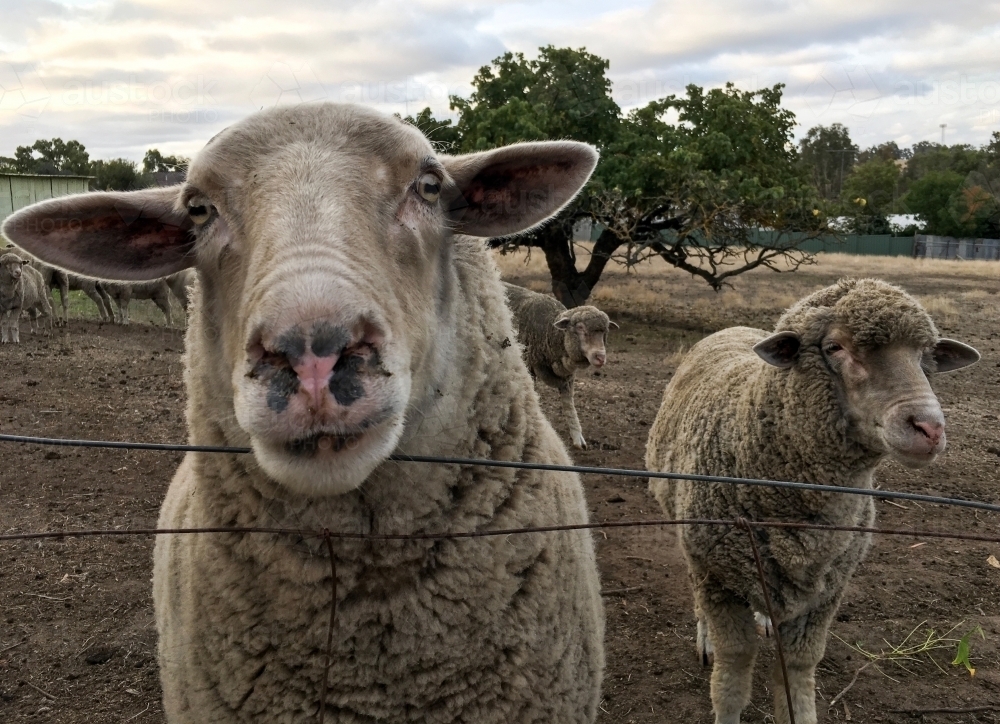 Two sheep posing for the camera behind wire fence - Australian Stock Image