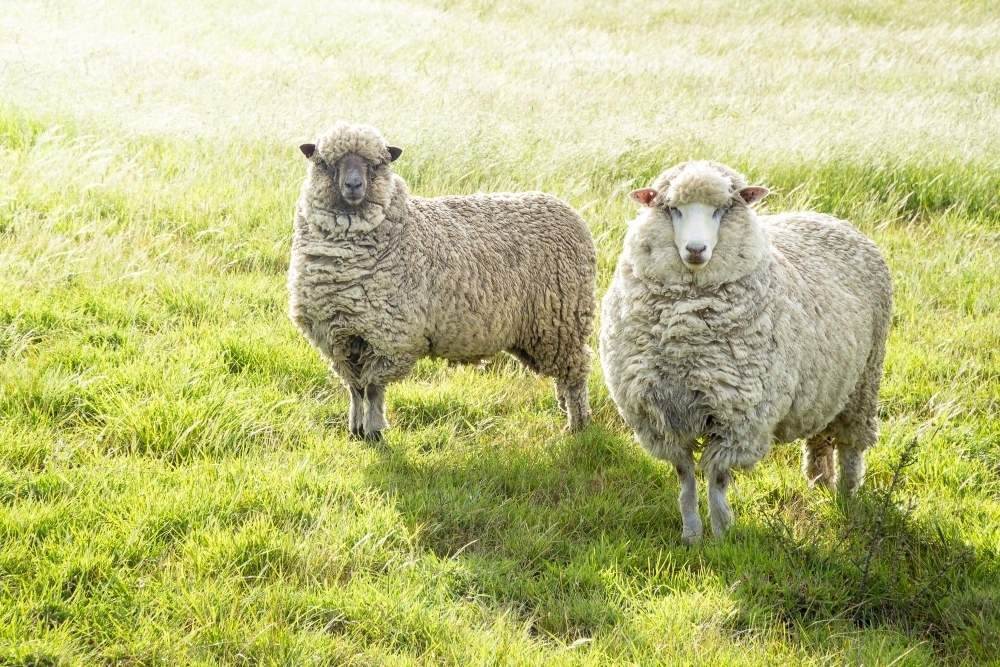 Two sheep standing in a green paddock - Australian Stock Image