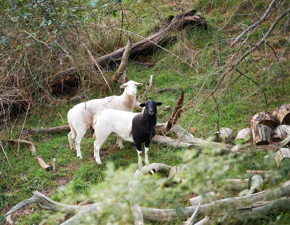 Two sheep standing on a grassy hill with fallen branches and logs - Australian Stock Image