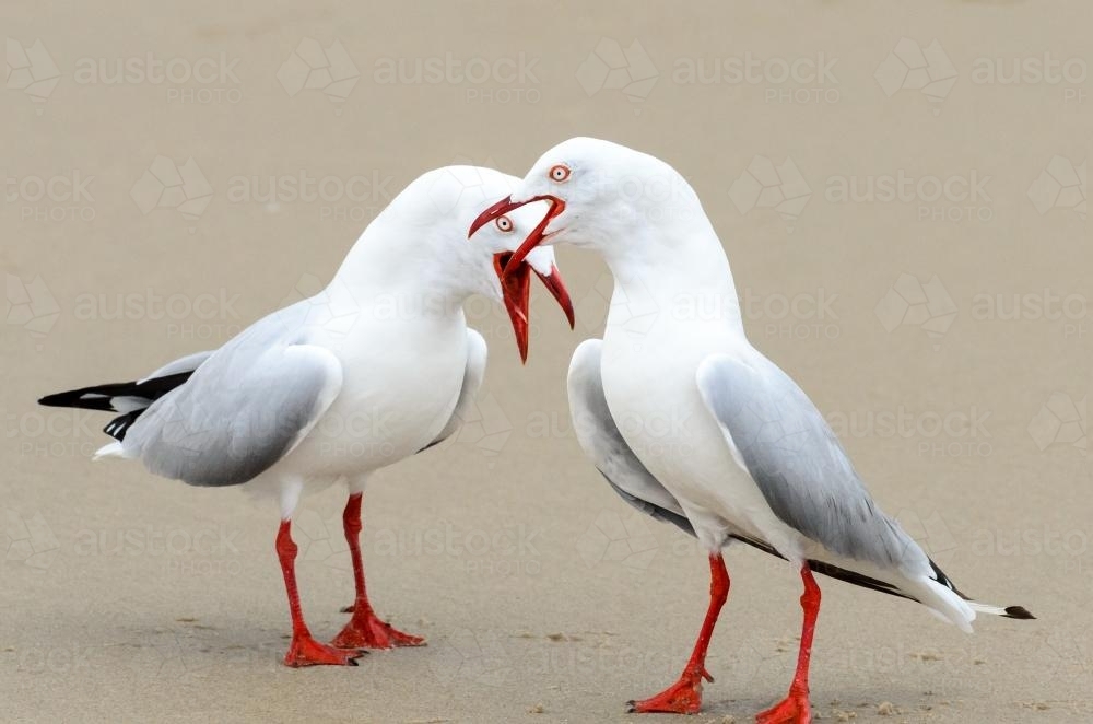 Two silver gulls squawking at each other on beach - Australian Stock Image