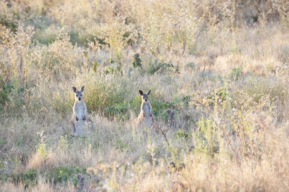 Two sitting kangaroos in dry bushland looking forward - Australian Stock Image
