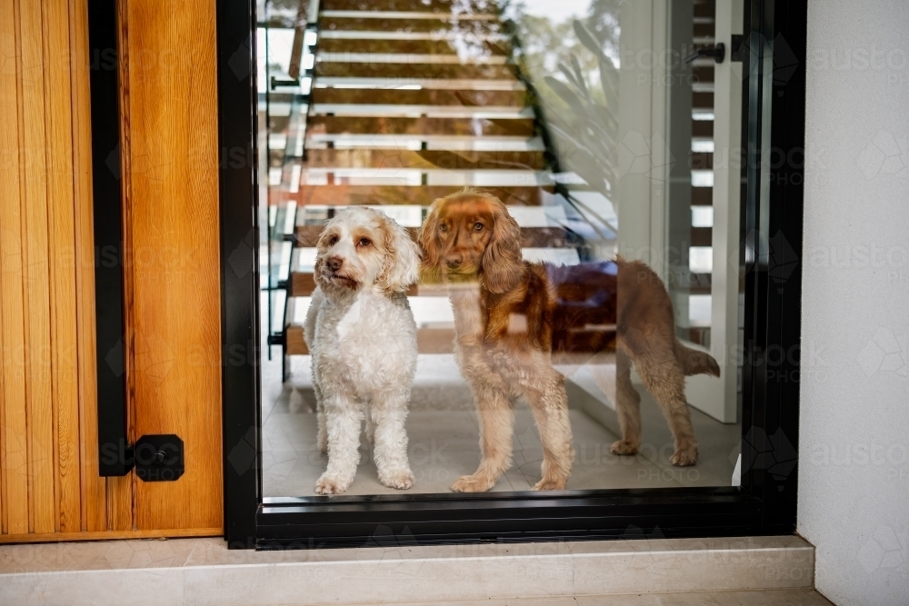 Two small dogs looking out of a window - Australian Stock Image