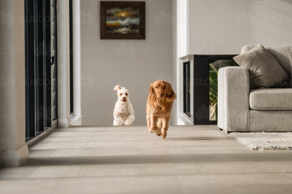 Two small dogs running along open space in house - Australian Stock Image