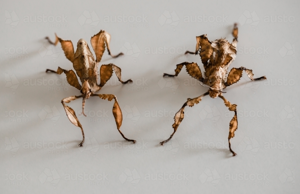 Australian Leaf Insect