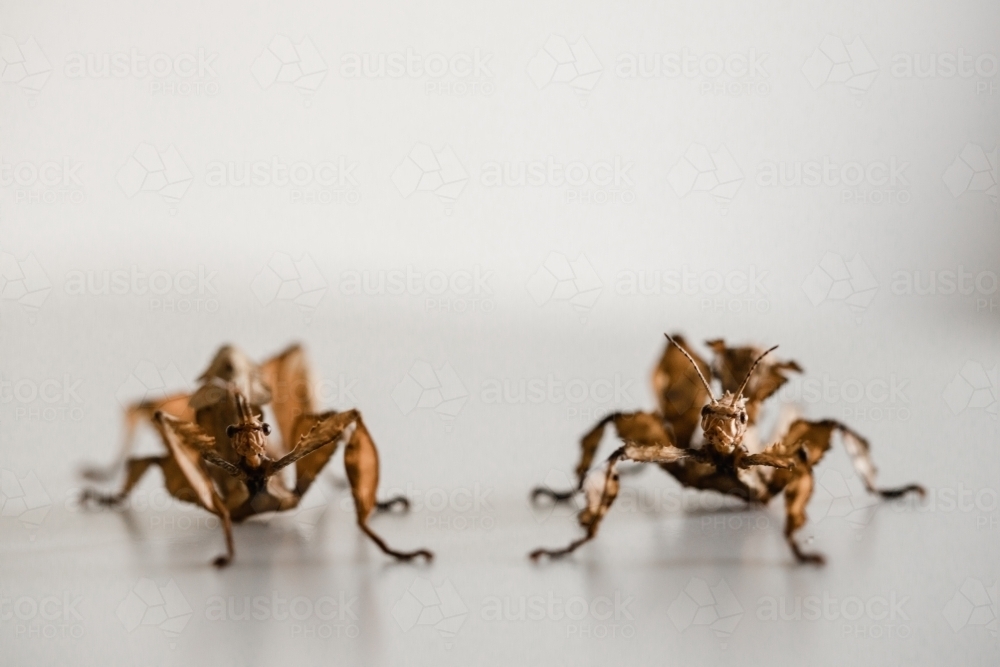 two spiny leaf insects, a male on the left and a female on the right (Extatosoma tiaratum) - Australian Stock Image