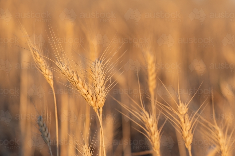 Two stems of grain standing strong in a field with the afternoon sun shining down. - Australian Stock Image