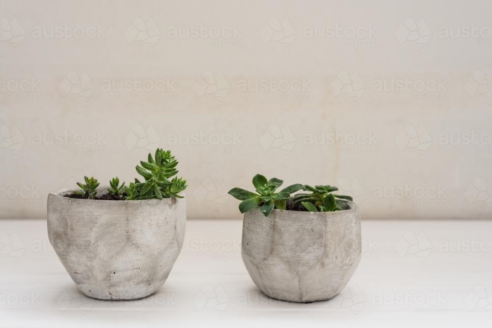 Two succulents in concrete pots with plain background - Australian Stock Image