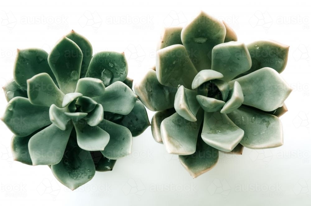 Two succulents isolated on white background - Australian Stock Image