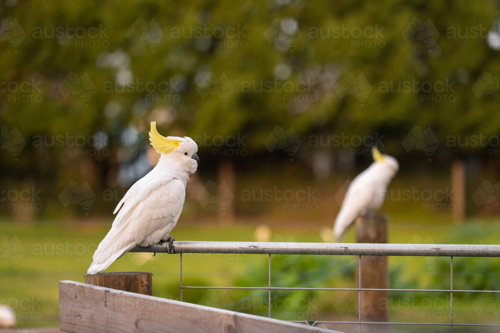 Two sulphur crested cockatoo perched on farm gate in Australian countryside - Australian Stock Image
