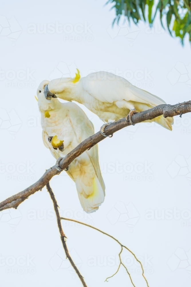 Two Sulphur Crested Cockatoos kissing on the branch of a gumtree - Australian Stock Image