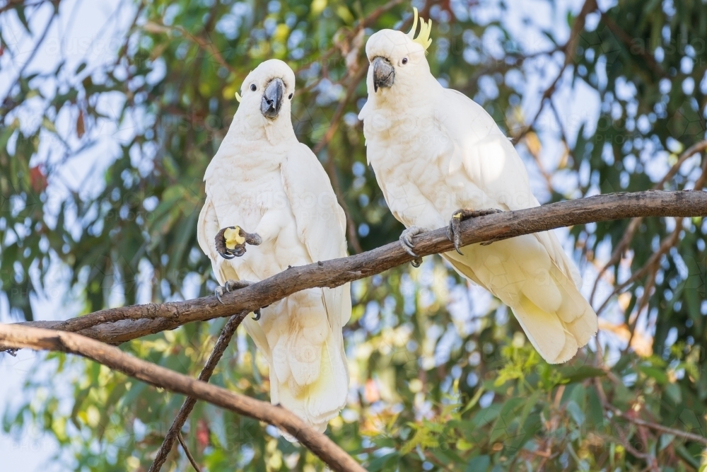 Two Sulphur Crested Cockatoos sitting on the branch of a gumtree - Australian Stock Image