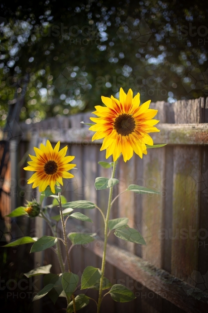 Two sunflowers by timber fence - Australian Stock Image