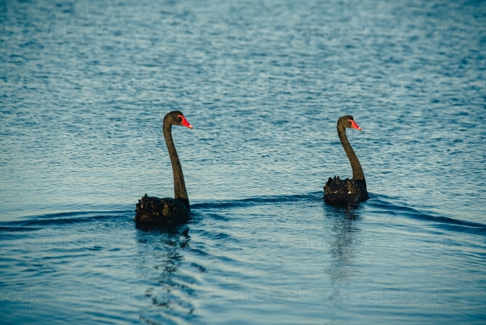 Two swans swimming at sunset - Australian Stock Image
