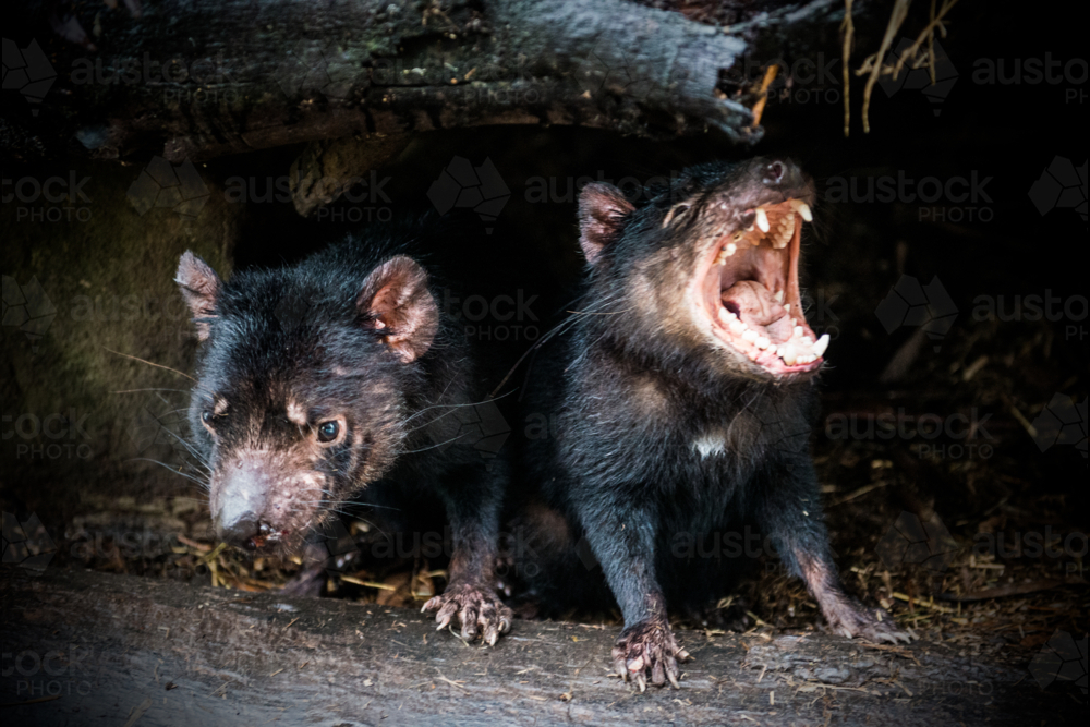 Two Tasmanian devils crouching in the shadows. - Australian Stock Image