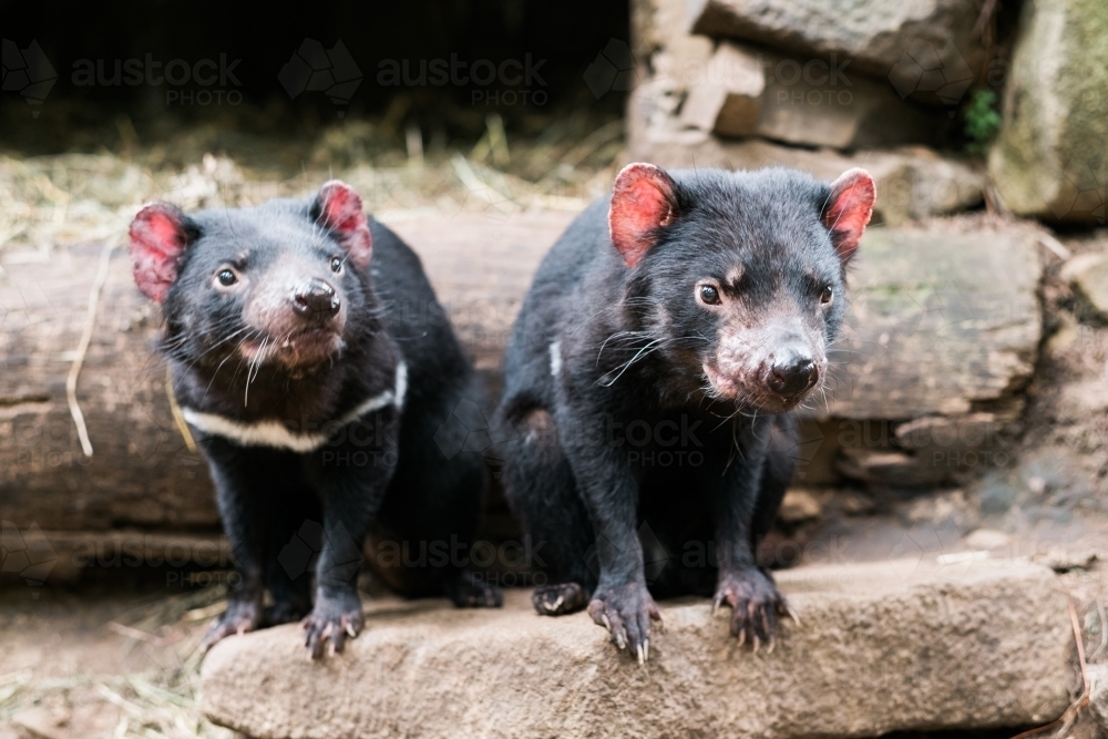 Two Tasmanian Devils on a Rock - Australian Stock Image