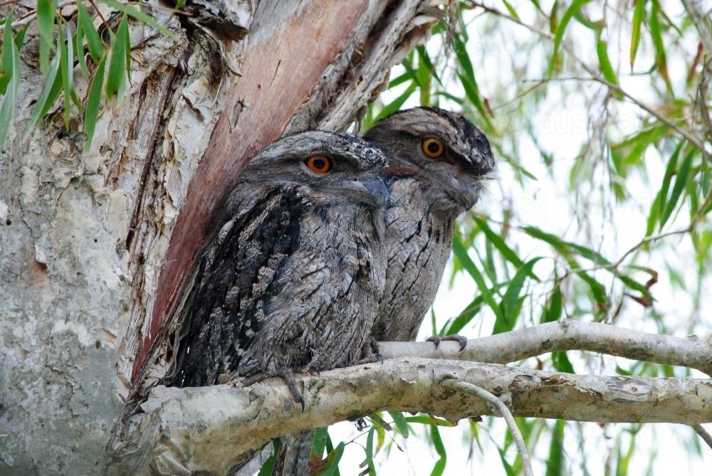 Two Tawny Frogmouths in a tree - Australian Stock Image