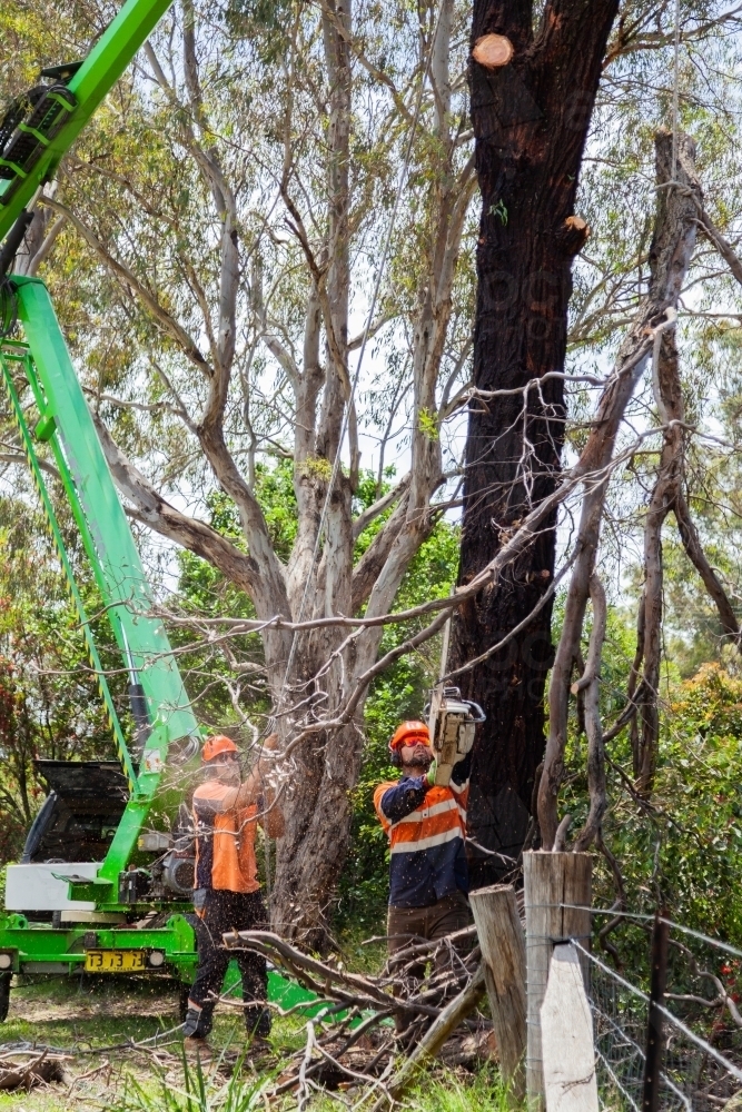 Two tradies working to remove a dying tree from garden safely - Australian Stock Image