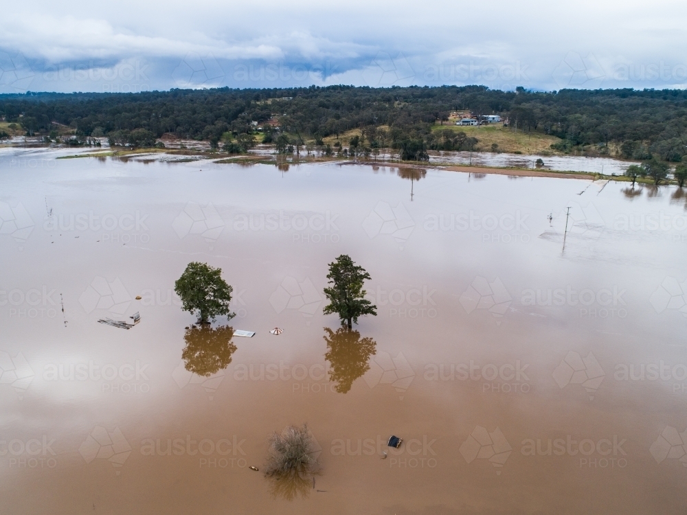 Image of two trees in farmland covered in brown dirty flood water