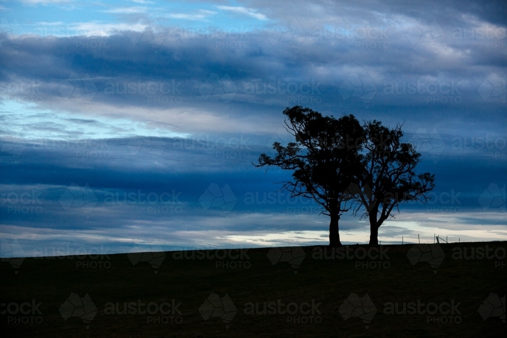 Two trees on a hill - Australian Stock Image