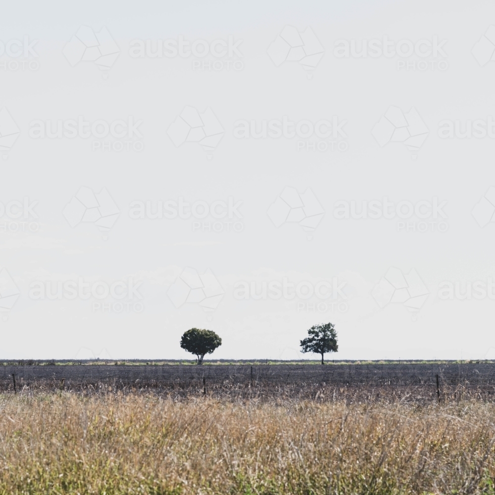 two trees on the muted vast flat grassy horizon - Australian Stock Image