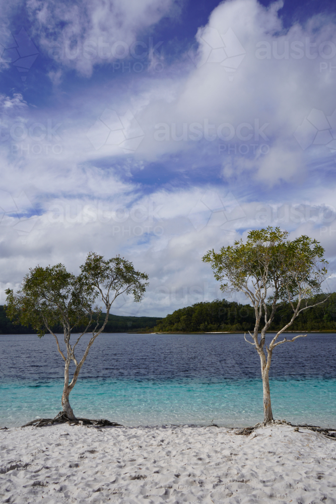 two trees on white sandy shore of K'gari (Fraser Island) - Australian Stock Image