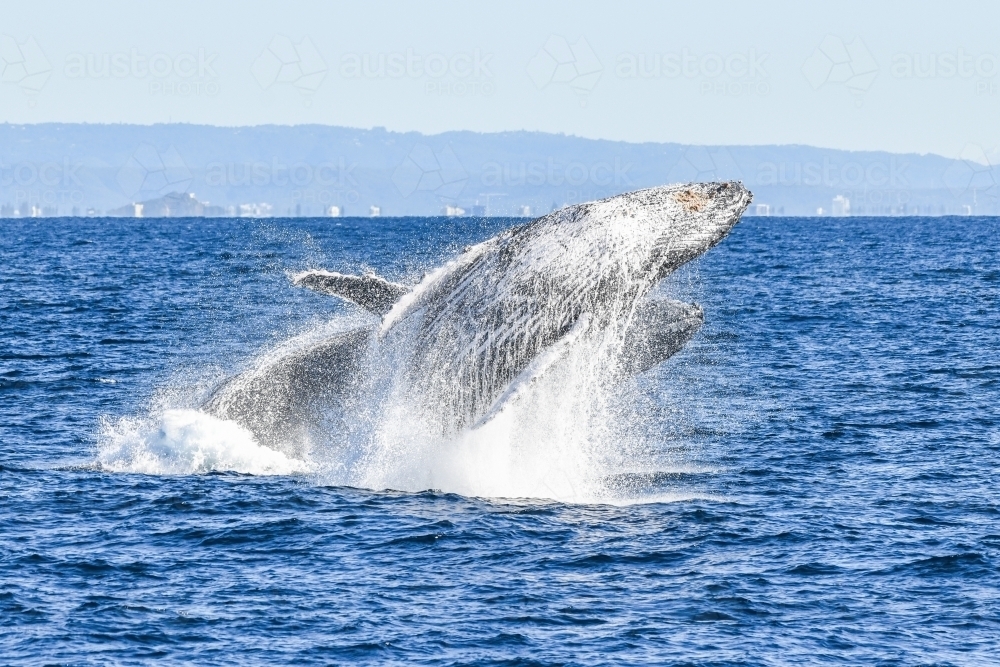 Two whales breaching together - Australian Stock Image