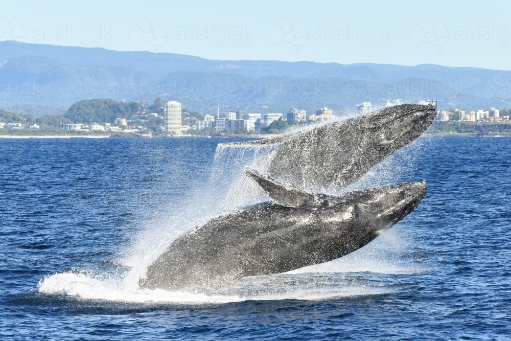 Two whales playing together breaching in the ocean. - Australian Stock Image