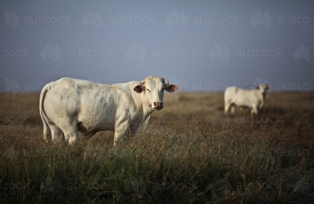 Two white cattle looking to camera from grassy paddock against early morning blue mist sky - Australian Stock Image