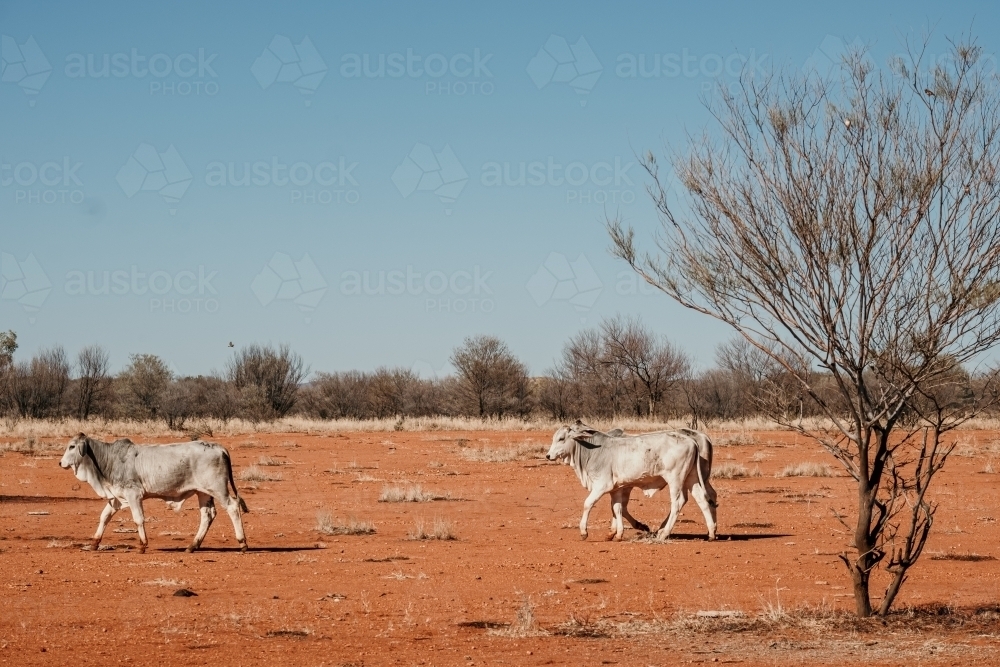 two white cows in dry, dirt paddock in the outback - Australian Stock Image