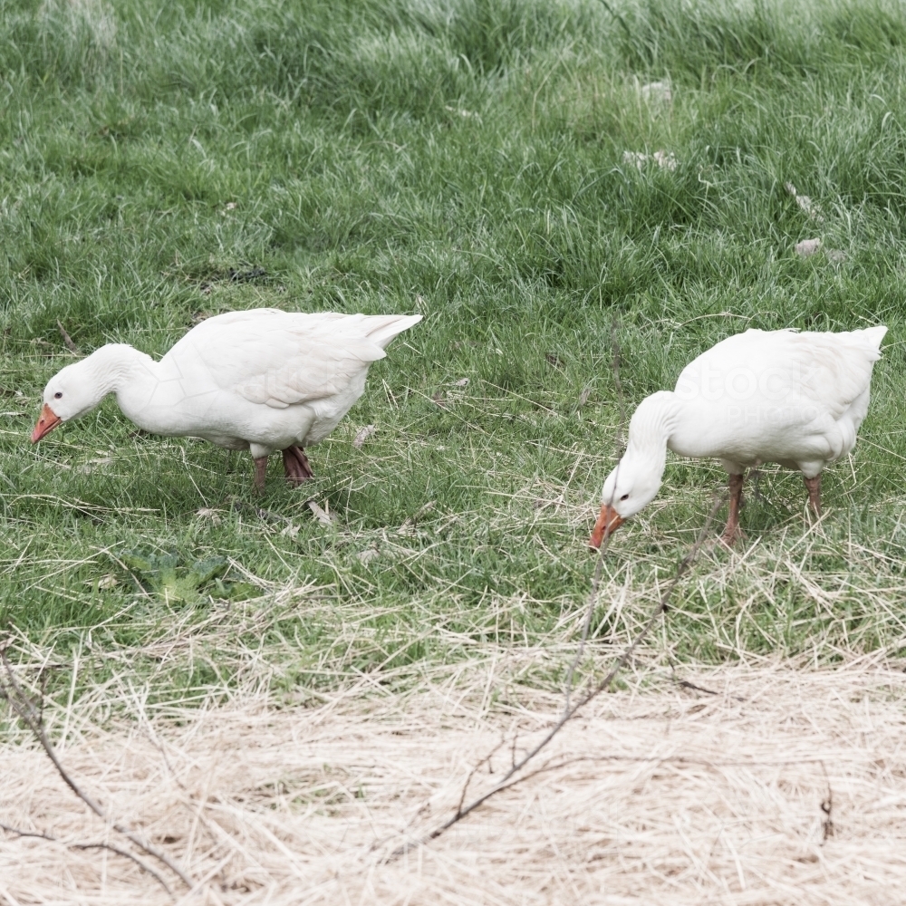 two white ducks grazing - Australian Stock Image