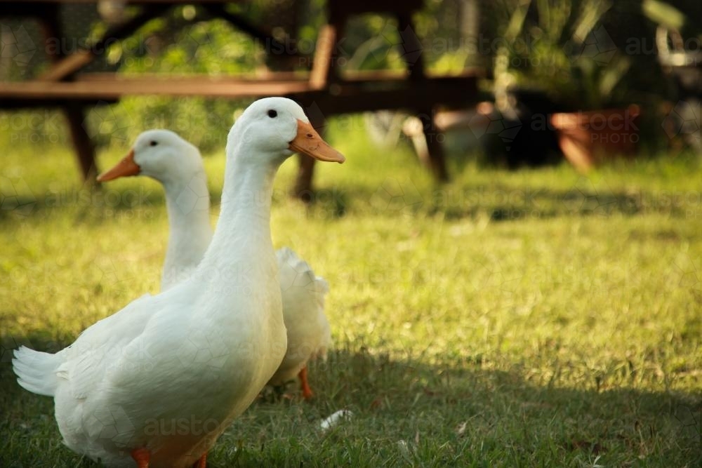 Two White Ducks in the Afternoon - Australian Stock Image