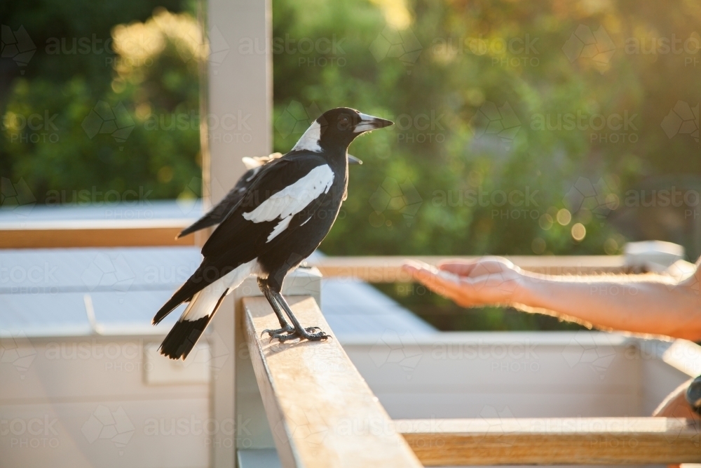 Two wild magpies on a deck handrail at sunset - Australian Stock Image