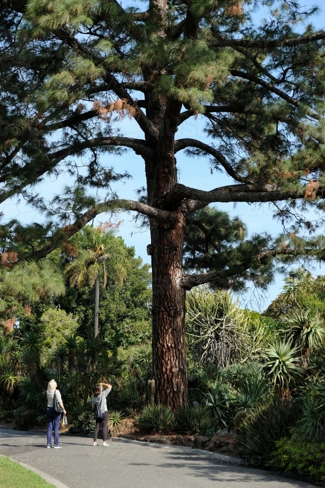 Two women admire a large conifer tree - Australian Stock Image