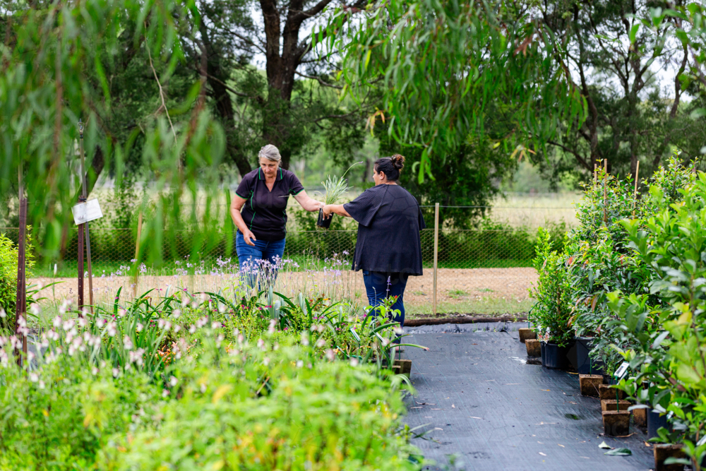 Two women talking about plants in nursery garden horticulturalist and customer - Australian Stock Image