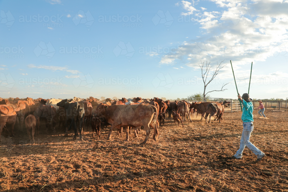 Two women yarding up a mob of cattle - Australian Stock Image