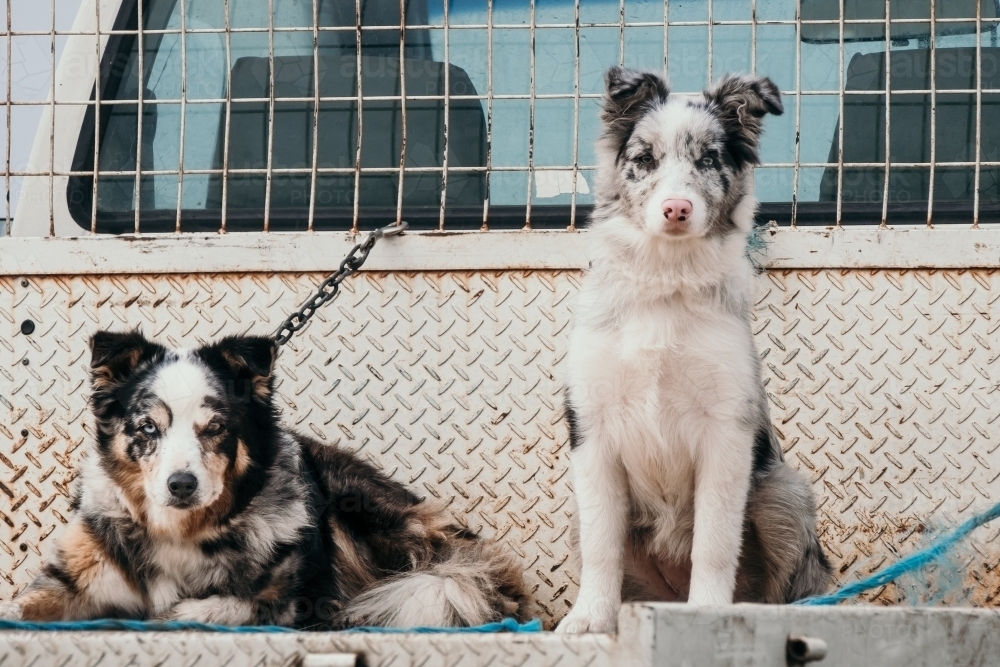 Two working dogs sit on ute. - Australian Stock Image