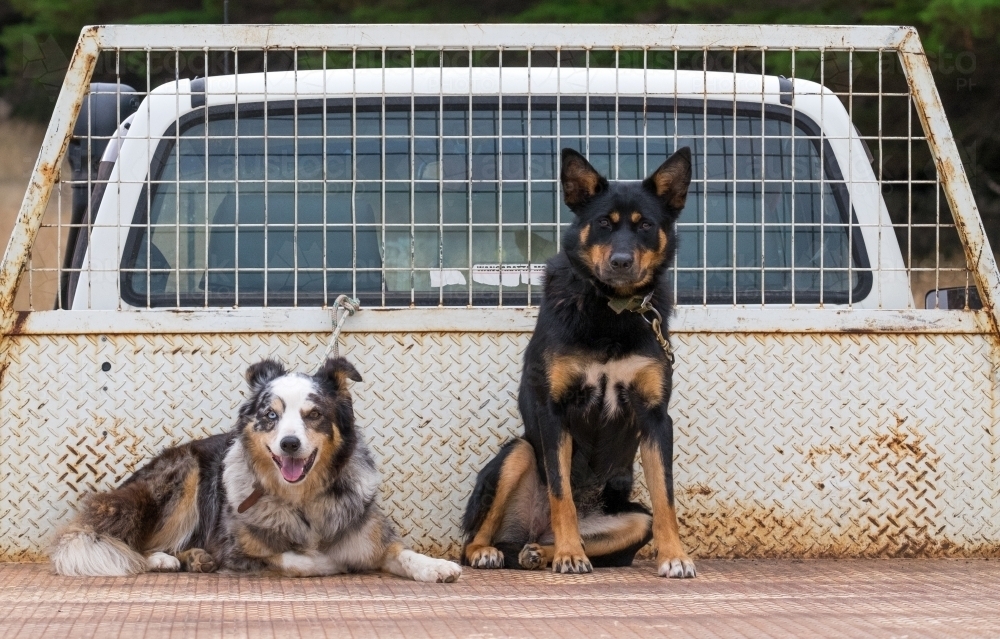 Two working dogs sitting on back of farmers ute - Australian Stock Image